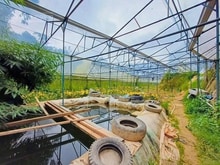 Hình ảnh Bán Đất Mb6666 game giải trí miễn phí 1018m2 Măng Lin Đà Lạt, View đồi thông đường ô tô