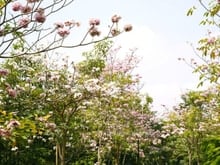Hình ảnh Bán nhanh CHCC Happy Valley, DT 100m2, 3PN, 2WC, NTDD, giá tốt 9,55ty