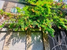 Hình ảnh Bán nhà rộng (7,3x13) 1005/ NGUYỄN KIỆM P3 Gò Vấp (BỆNH VIỆN 175)