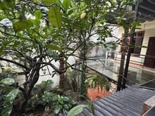 Hình ảnh Mặt bằng Ngõ phố Phan Kế Bính - BA ĐÌNH