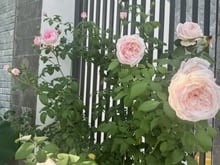 Hình ảnh Bán Nhà Phố 3 Tầng Long Phước Q.9 - Khu Phân Lô - Giá Nhỉnh 4 Tỷ