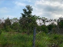 Hình ảnh Bán đất vườn ( sầu riêng) , phường Thanh hoà, Đồng tháp