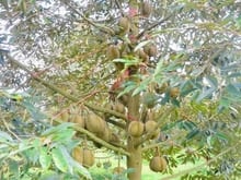 Hình ảnh BÁN GẤP VƯỜN SẦU RIÊNG BÌNH PHƯỚC   Diện tích: 7.000m2 , giá 690tr
