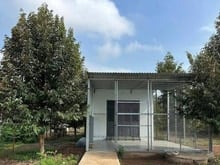 Hình ảnh Chủ cần bán nhanh vườn sầu riêng 1.145m² tại Phước Thành – giá chỉ 480