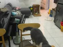 Hình ảnh Cho thuê Trang Chủ MB66.COM / Đăng Ký Tặng 66K - chung cư cmt8 - trường chinh - tân bình