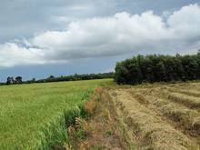 Hình ảnh Tôi cần bán 2 lô đất trồng cây xã Tân Thạnh Đông Củ Chi 🍀 Lô 1 2000m²