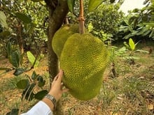 Hình ảnh Vợ chồng em cần bán gấp miếng đất vườn sát cạnh sân bay 790tr/1 sào
