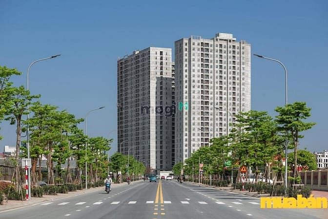 Hanhomes Blue Star