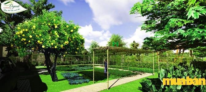 Organic Garden