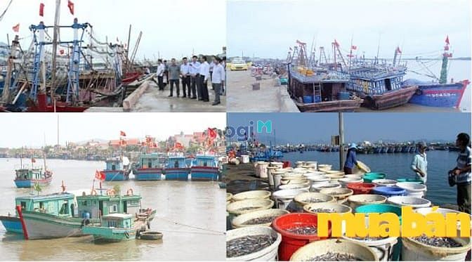 Cụm công nghiệp cảng cá Hòa Lộc
