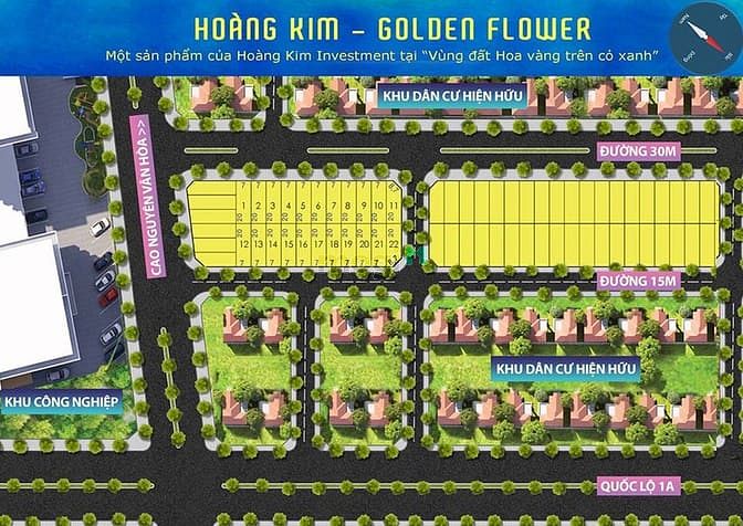 Hoàng Kim Golden Flower