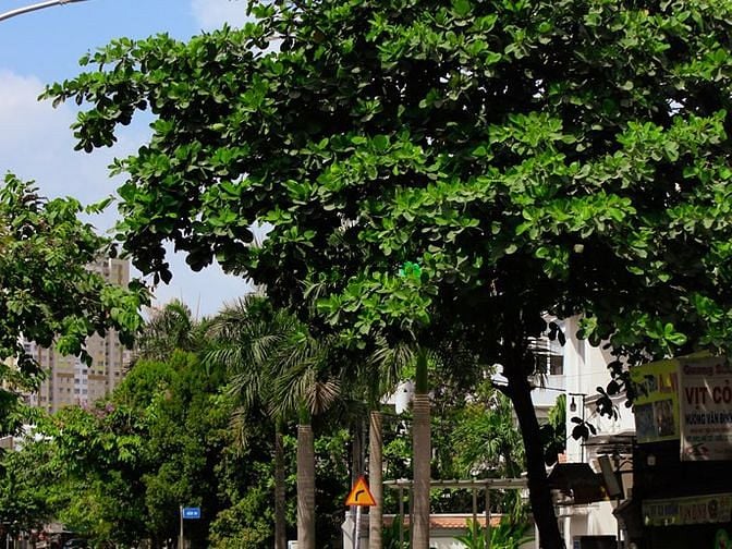 Góc đường Quốc Hương, buổi sáng. Số 99 Quốc Hương, Phường Thảo Điền Quận 2