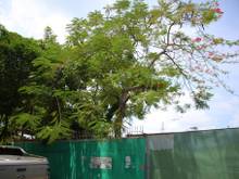 Cây xanh phủ bóng, P Hiệp Tân