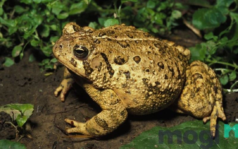 Cóc vào nhà là điềm gì