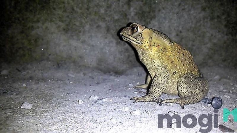 Cóc vào nhà là điềm gì