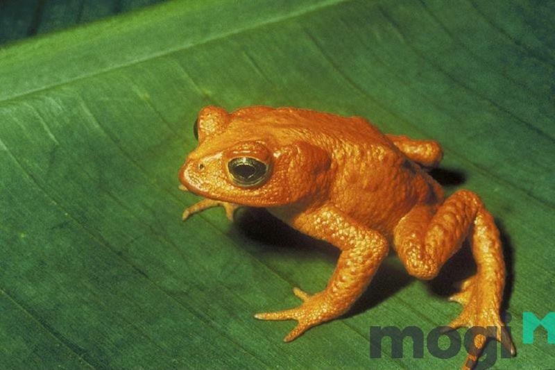 Cóc vàng vào nhà là điềm gì