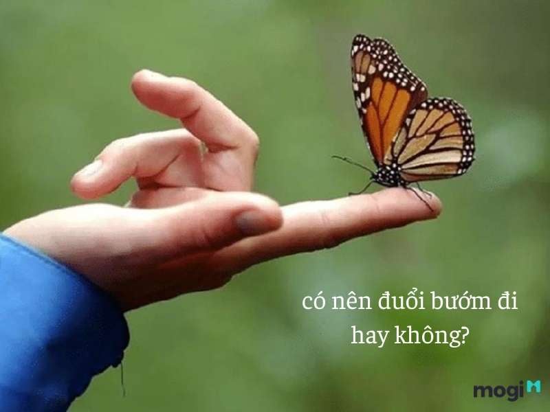 Có nên đuổi bướm đi hay không