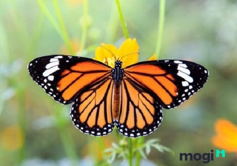 Bướm nâu bay vào nhà ban ngày chính là điềm lành