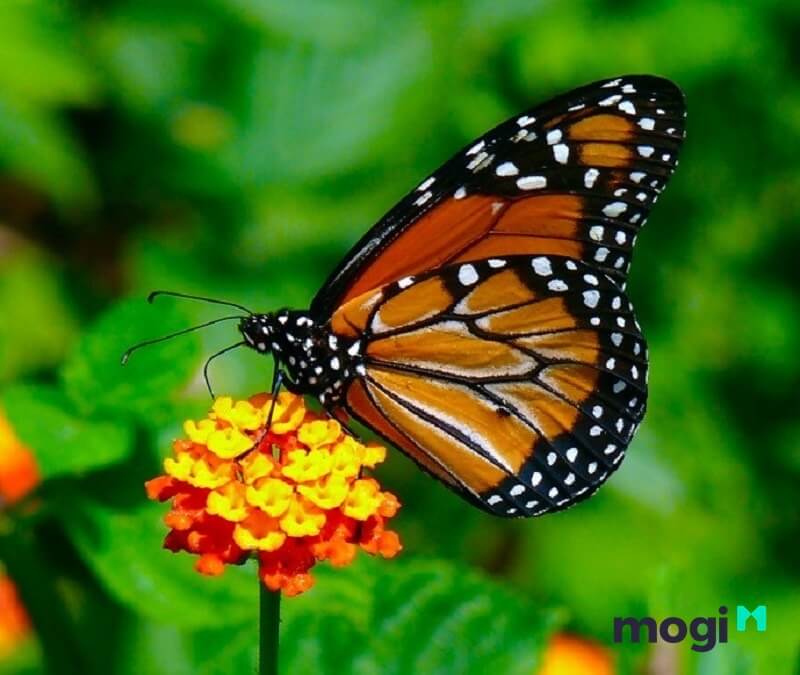Bươm bướm tượng trưng cho linh hồn