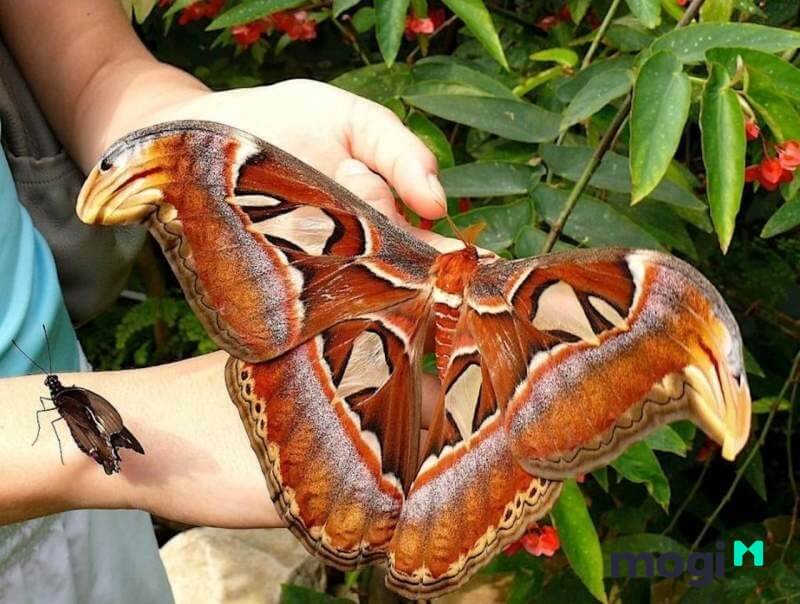 Ở Tâу Nguуên, nhiều người dân rất tôn ѕùng bươm bướm