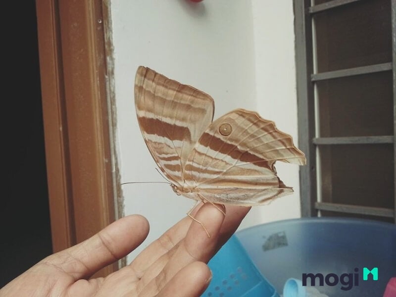 Bướm nâu bay vào nhà rồi chết là điềm xấu