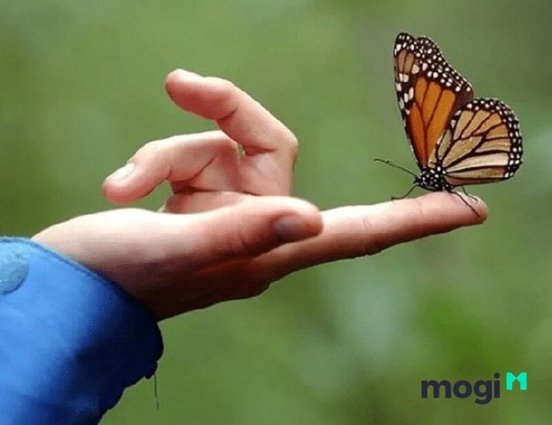 Ý nghĩa loài bướm trong giới duy vật
