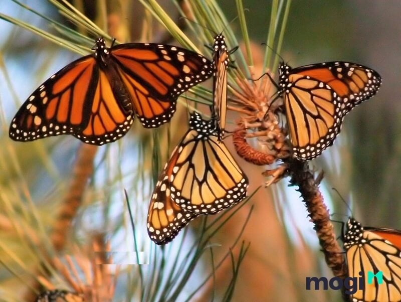 Nằm mơ thấy bướm nâu bay vào nhà báo hiệu sự thuận lợi