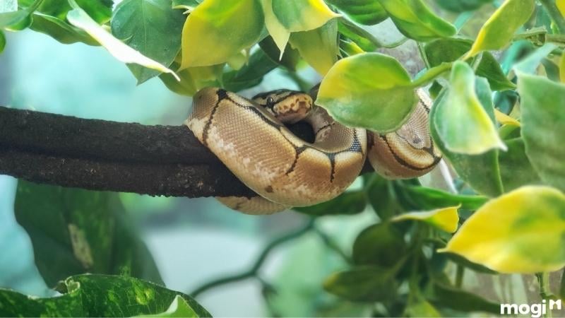 Rắn lục vào nhà mang điềm báo tốt