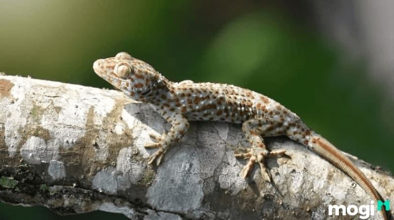 Tiếng tắc kè phát ra âm thanh lại mang đến sự sợ hãi hoặc lo lắng, nhất là buổi tối.