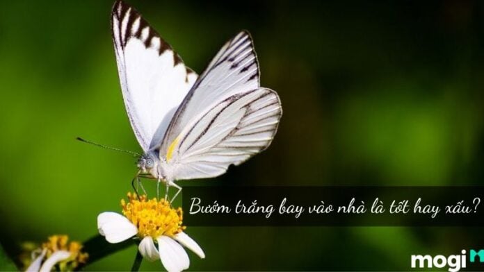 bướm trắng bay vào nhà