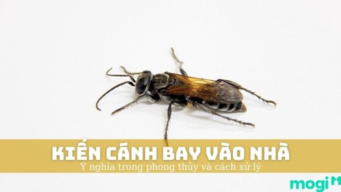 kiến cánh bay vào nhà