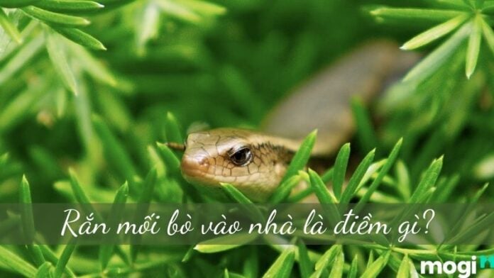 rắn mối vào nhà
