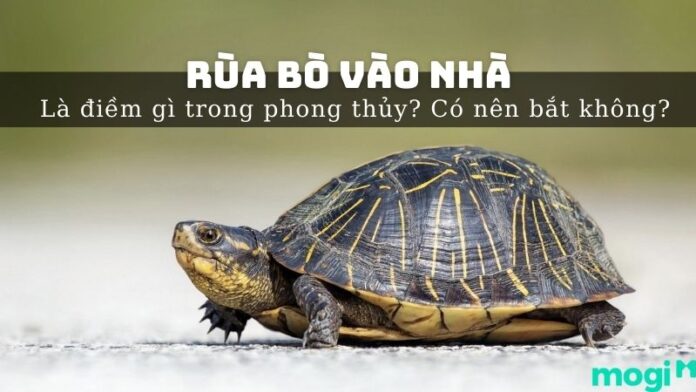 rùa bò vào nhà